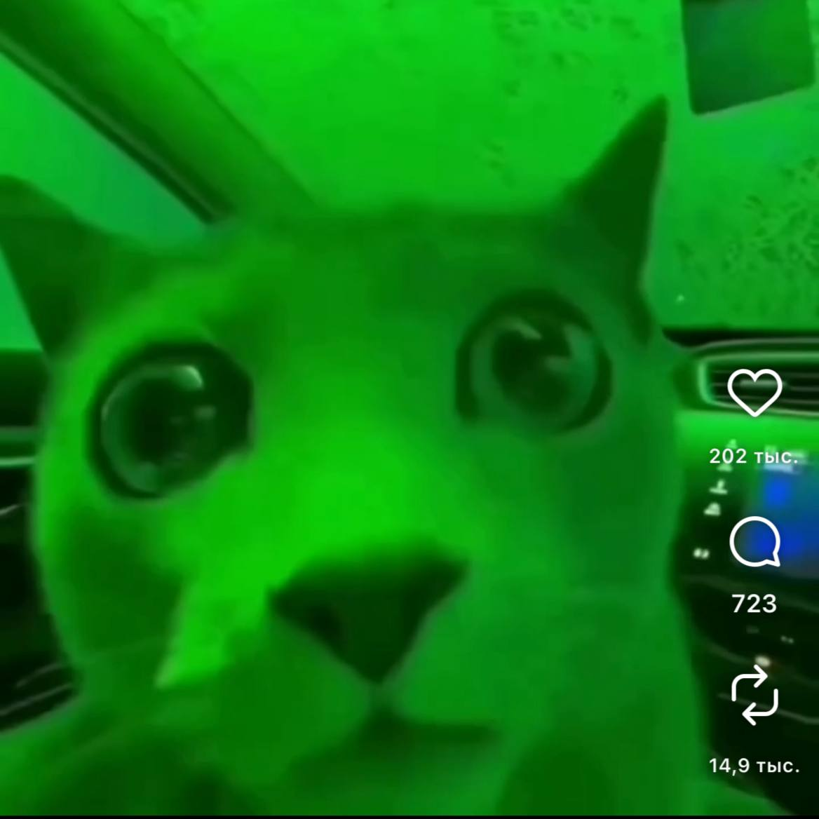 Wide-eyed green cat looking into the camera